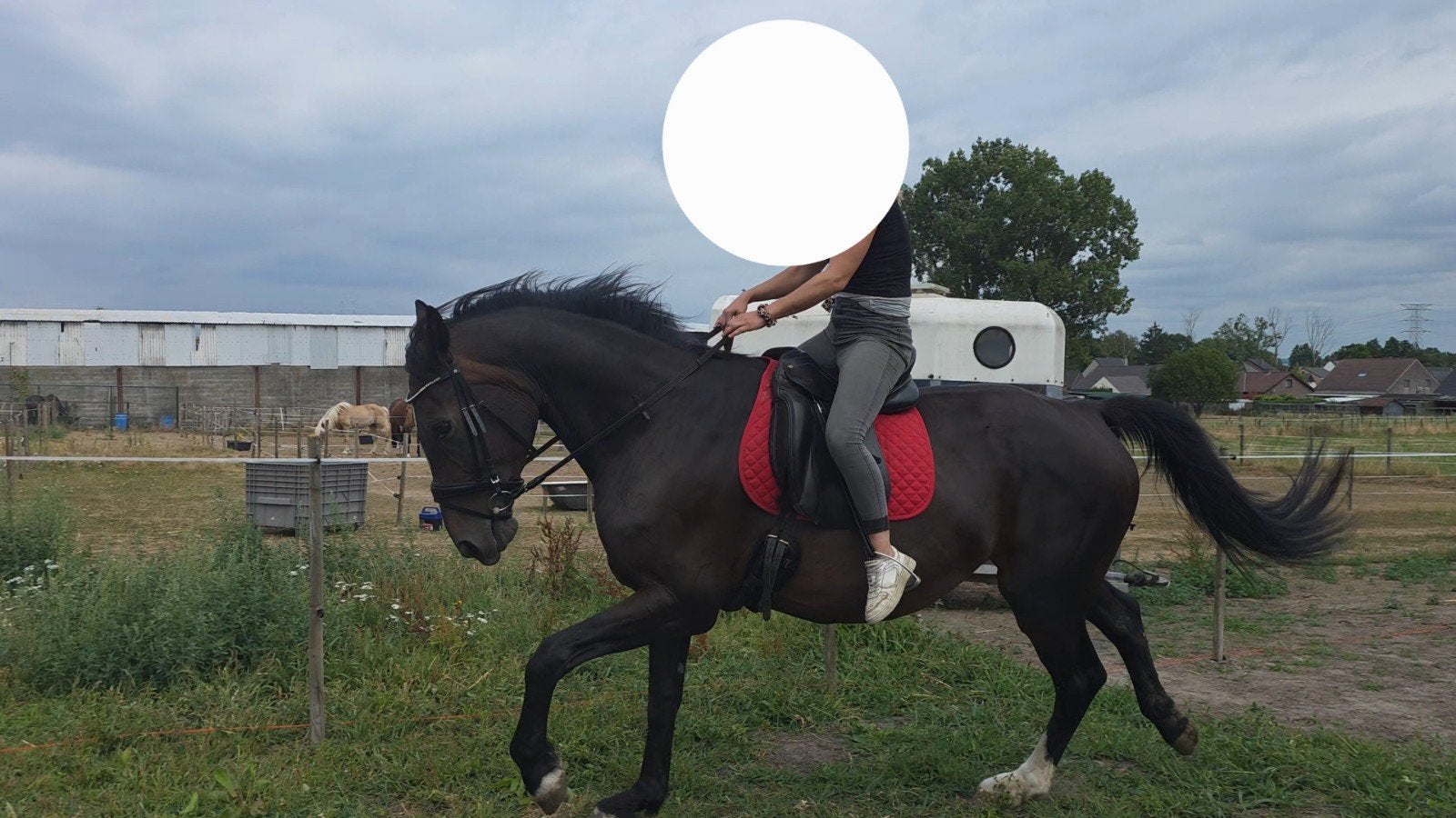 Fok / recreatie merries, Dieren en Toebehoren