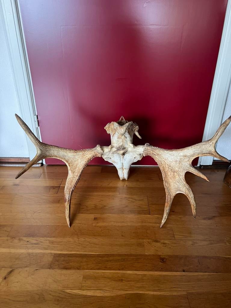 Groot Gewei ELAND uit Scandinavië, 72 cm compleet op schedel, Verzamelen, Ophalen of Verzenden, Gebruikt, Wild dier, Gewei of Kop