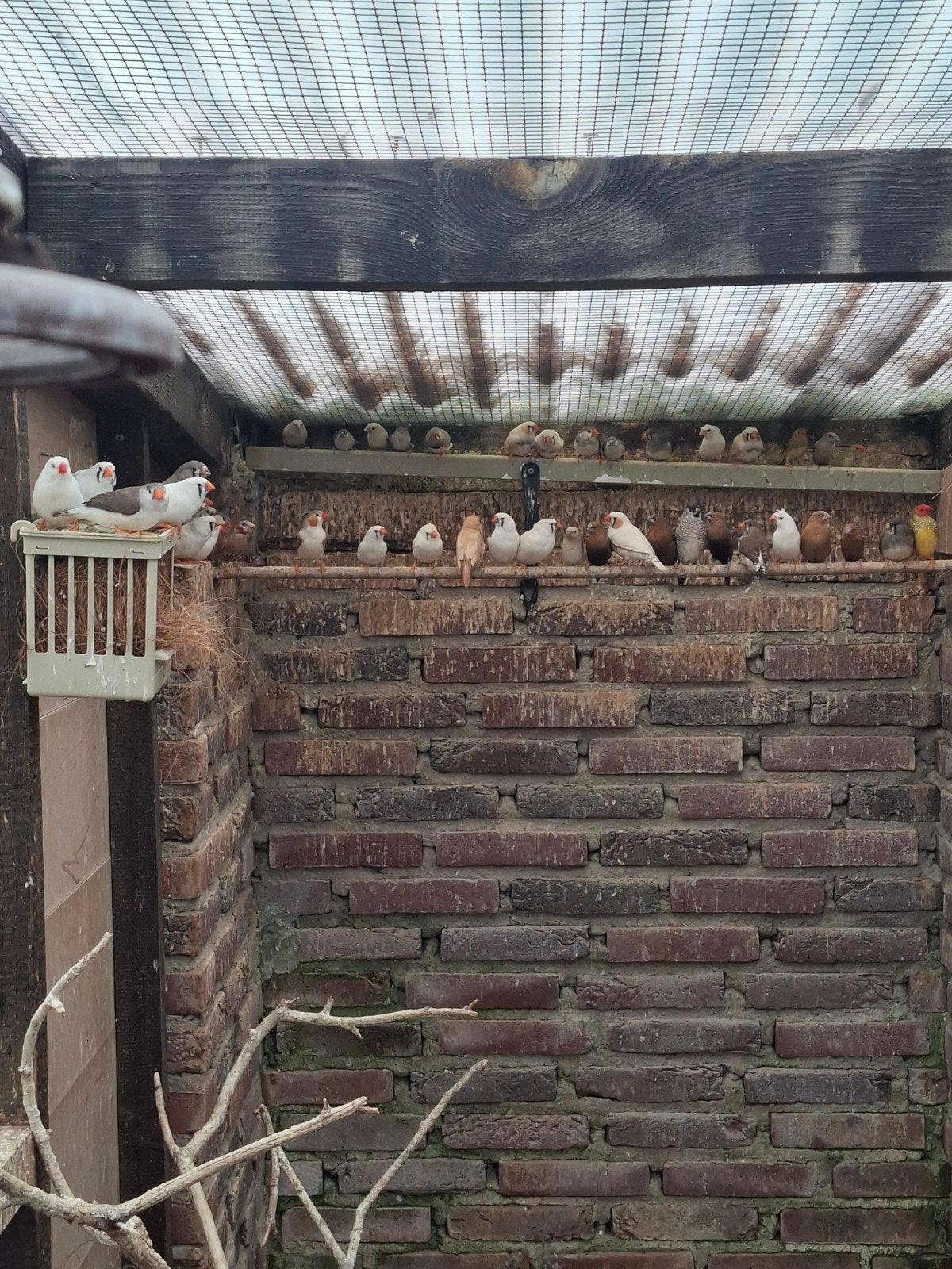 Zebravinken, Dieren en Toebehoren, Meerdere dieren