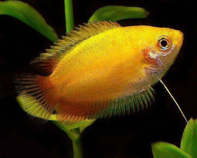 Honing Gourami Goud - Prachtig visje voor je aquarium, Vis, Zoetwatervis