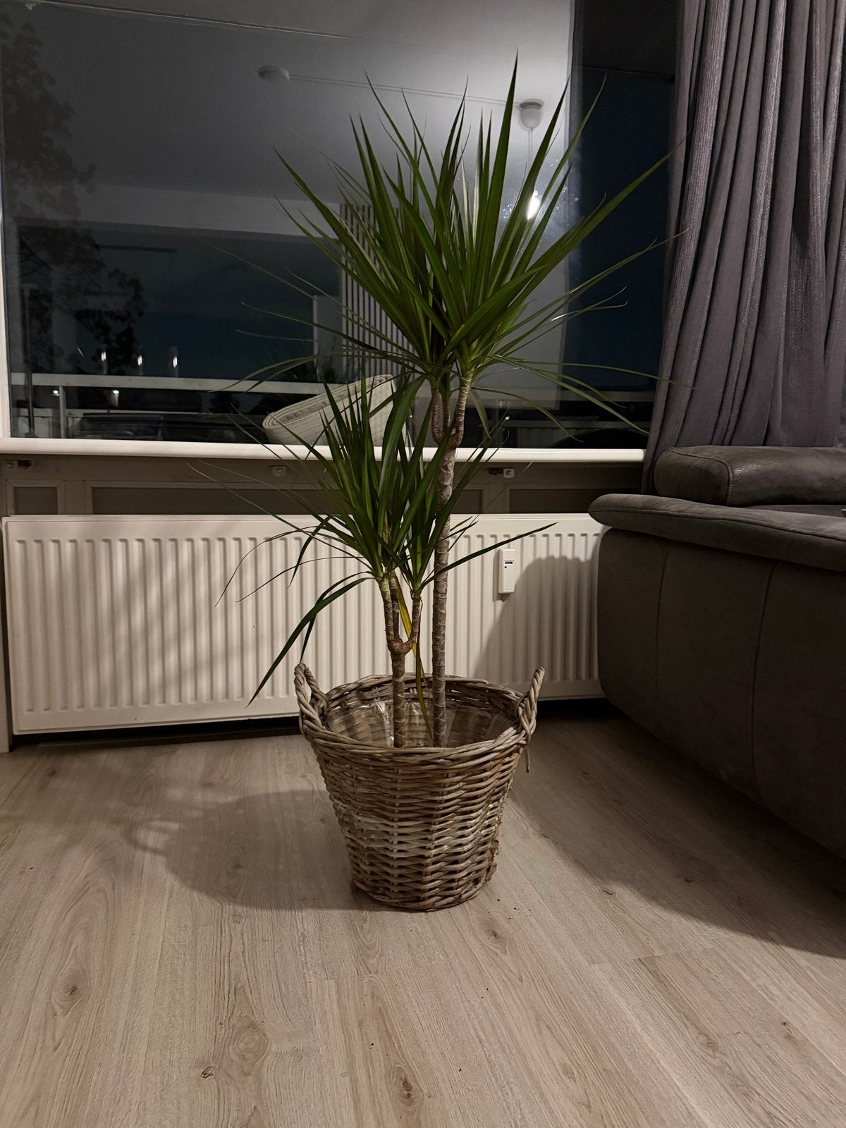 Dracaena Marginata in rieten pot, 100 tot 150 cm, Overige soorten, In pot, Groene kamerplant