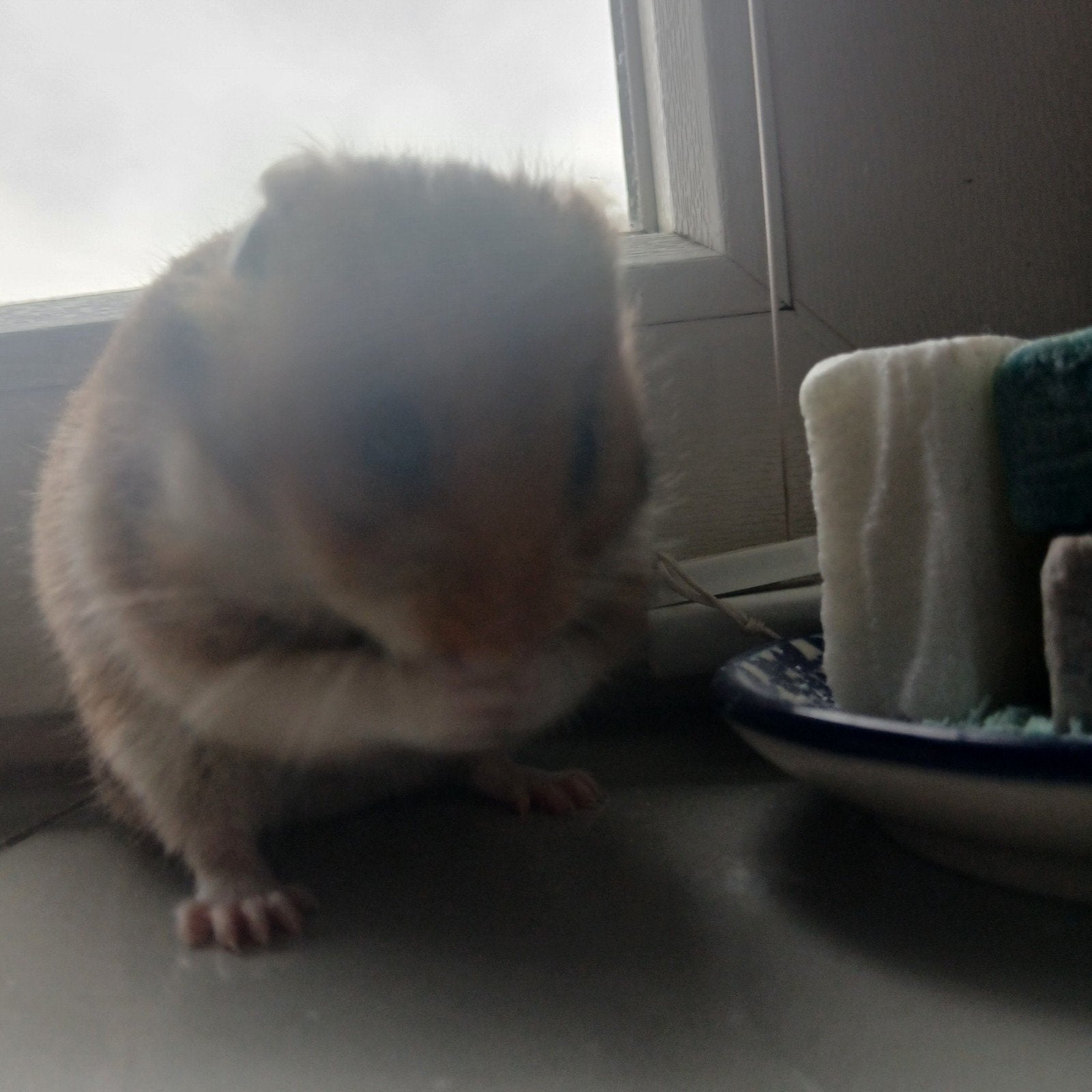 Hamster, Dieren en Toebehoren, Hamster, Mannelijk, November, Tam