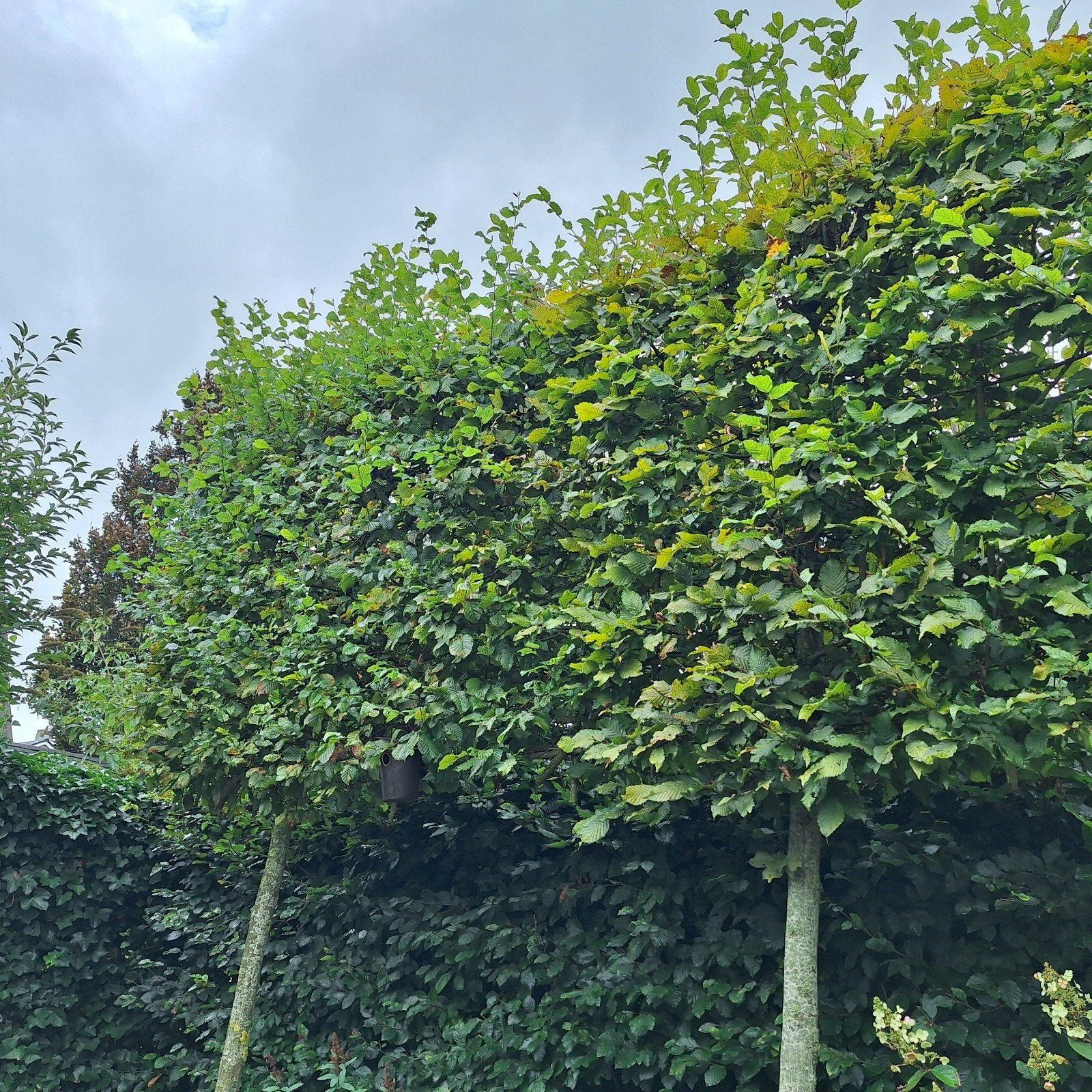 Volwassen Leilindes (ca. 10 jaar oud) - Zelf uitspitten, Tuin en Terras, Planten | Bomen, Ophalen, Volle zon, Overige soorten