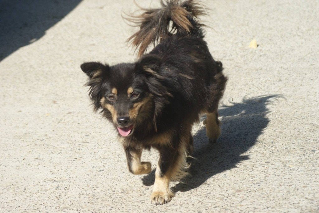 Bella zeer lief sociaal teefje, Dieren en Toebehoren, 6 jaar of ouder, Particulier, Buitenland, Teef