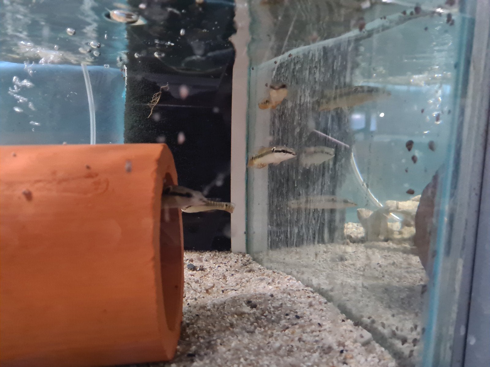 Crenicichla Zebrina, Vis, Zoetwatervis