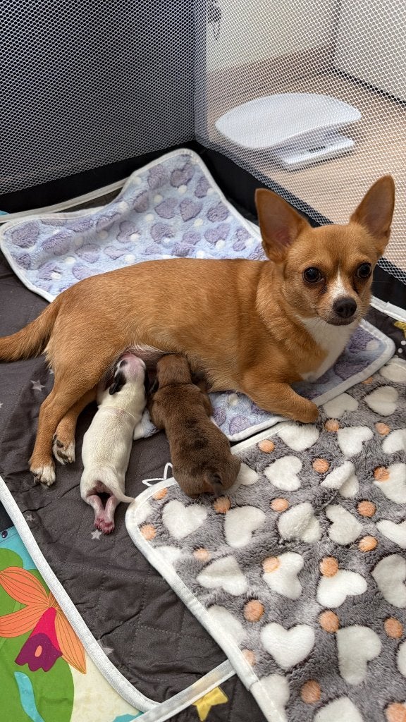 Kruising Teckel & Chihuahua, Ophalen