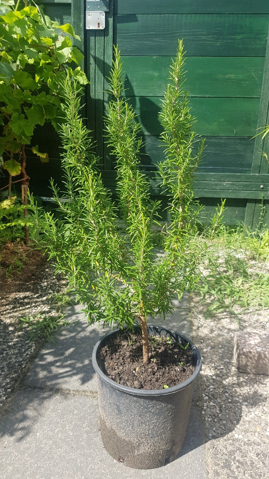 biologisch rozemarijn plant, Ophalen, Overige soorten, Volle zon