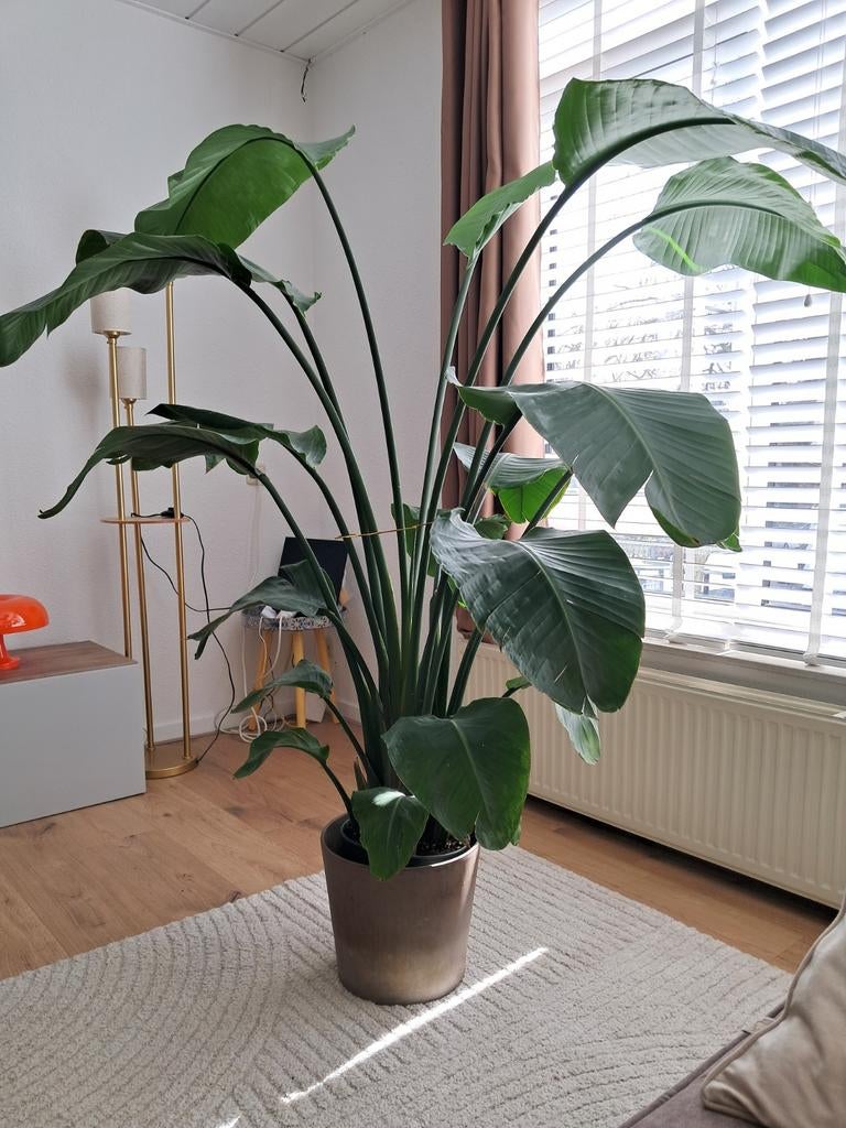 Strelitzia plant met keramische pot ~ 170cm, Tuin en Terras, Planten | Bomen, Ophalen, Volle zon, Palmboom