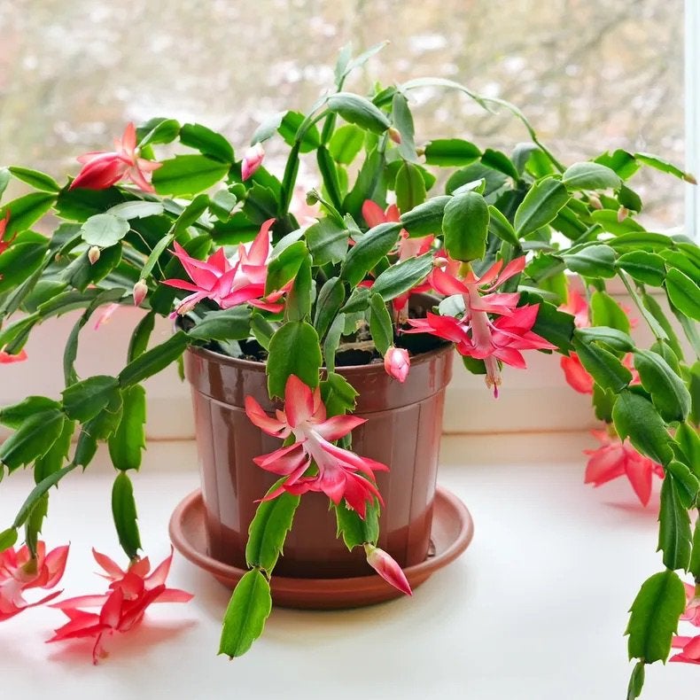 Lidcactus stekjes, Ophalen of Verzenden, Halfschaduw, Minder dan 100 cm