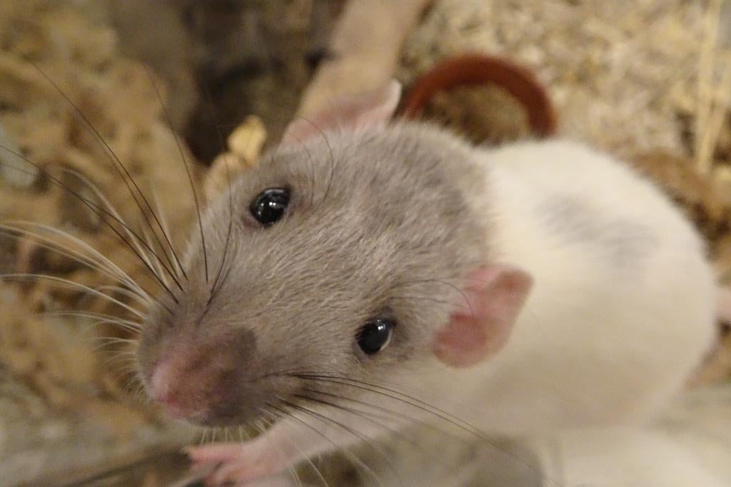 Erg tamme ratjes in Assen., Dieren en Toebehoren, Knaagdieren, Rat, Februari, Meerdere dieren, Tam