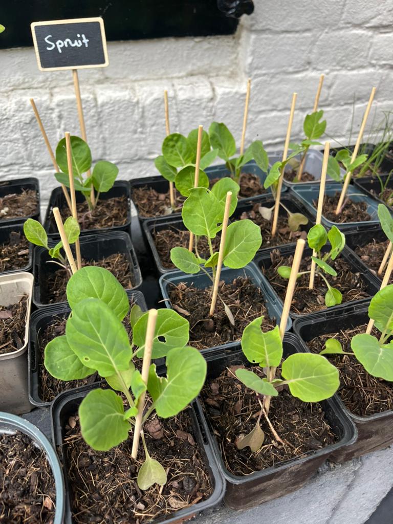 Spruit stekjes, groente plantjes, Ophalen, Eenjarig, Groenteplanten, Volle zon