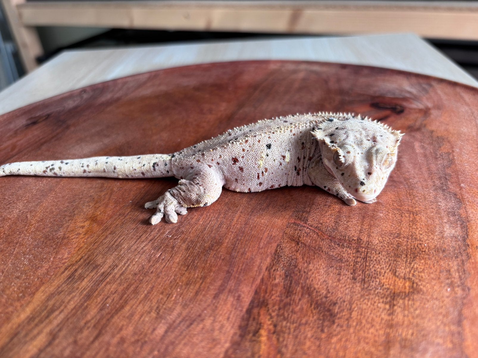 Correlophus ciliatus - Crested Gecko - Wimpergekko, Dieren en Toebehoren, Hagedis, 0 tot 2 jaar