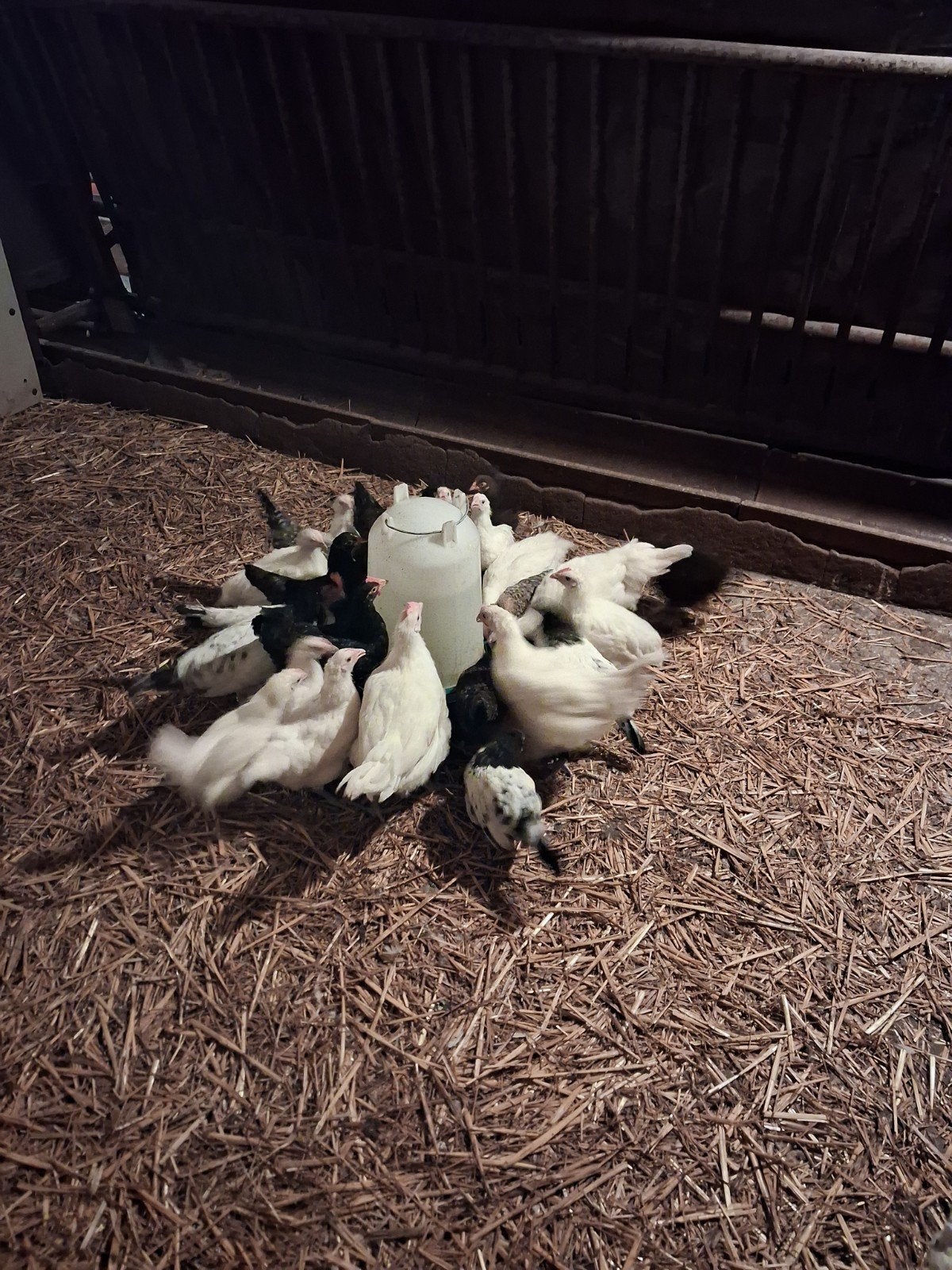 Kuikens van diverse rassen en leeftijden, Dieren en Toebehoren, Geslacht onbekend, Kip