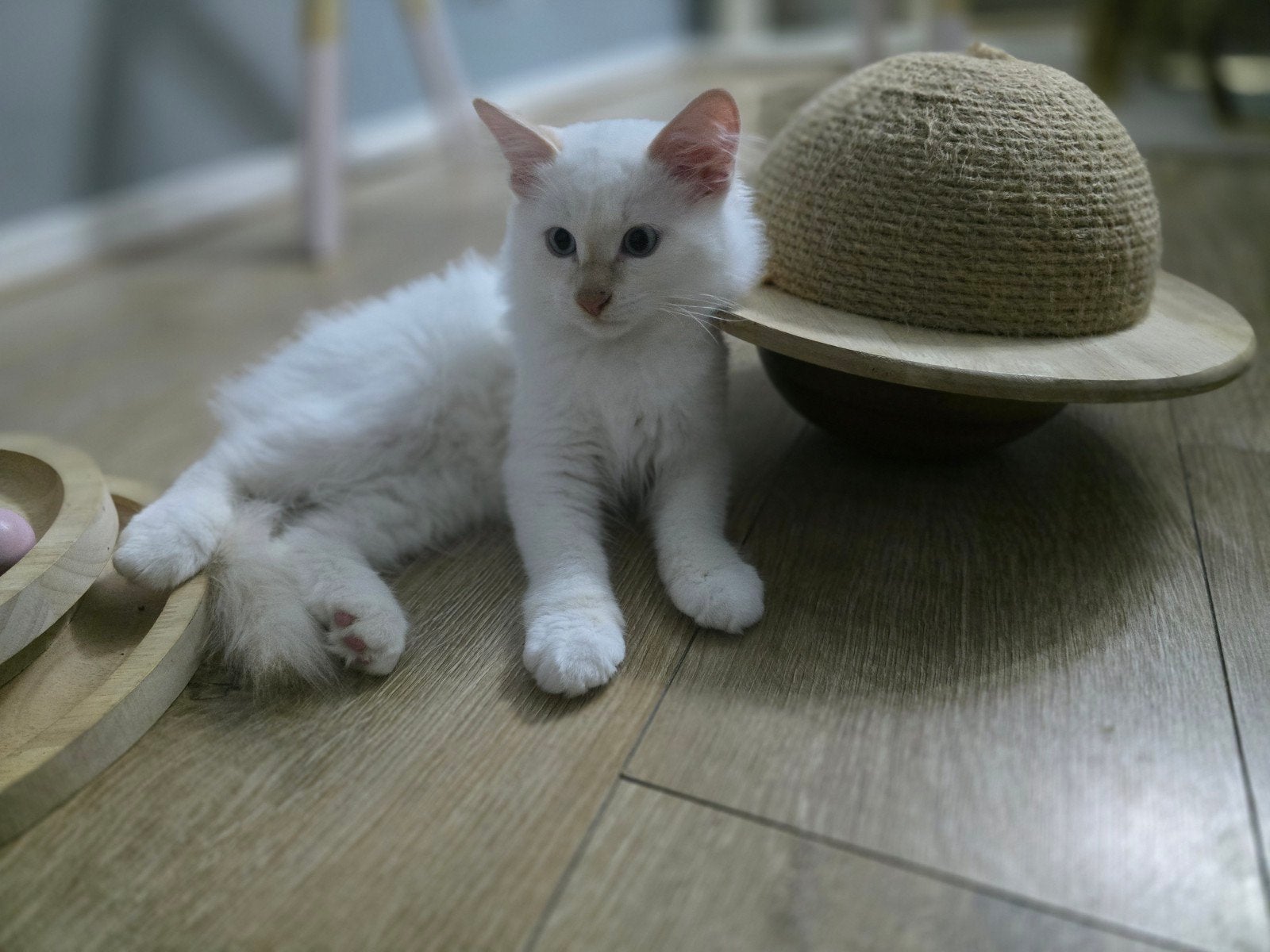 Siberische kittens Neva Masquerade HYPOALLERGIESCHE, Dieren en Toebehoren, Meerdere dieren, Gechipt, 0 tot 2 jaar
