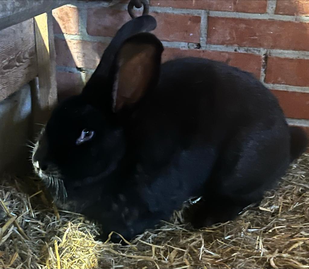 Vlaamse reus met witte sneut, Dieren en Toebehoren, Konijnen, Vrouwelijk, Groot, 0 tot 2 jaar