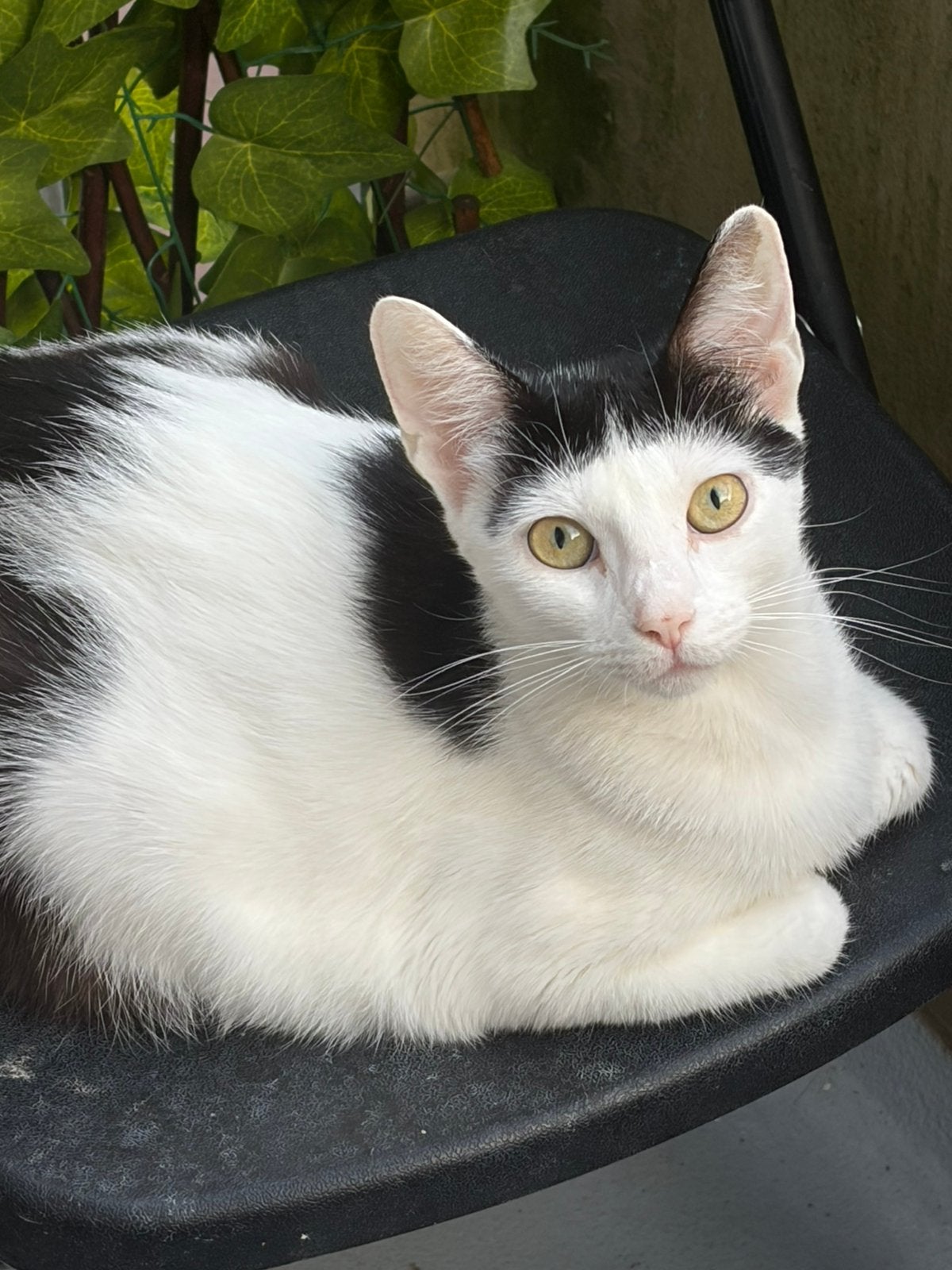 Goud mandje gezocht, Dieren en Toebehoren, Katten en Kittens | Dekkaters