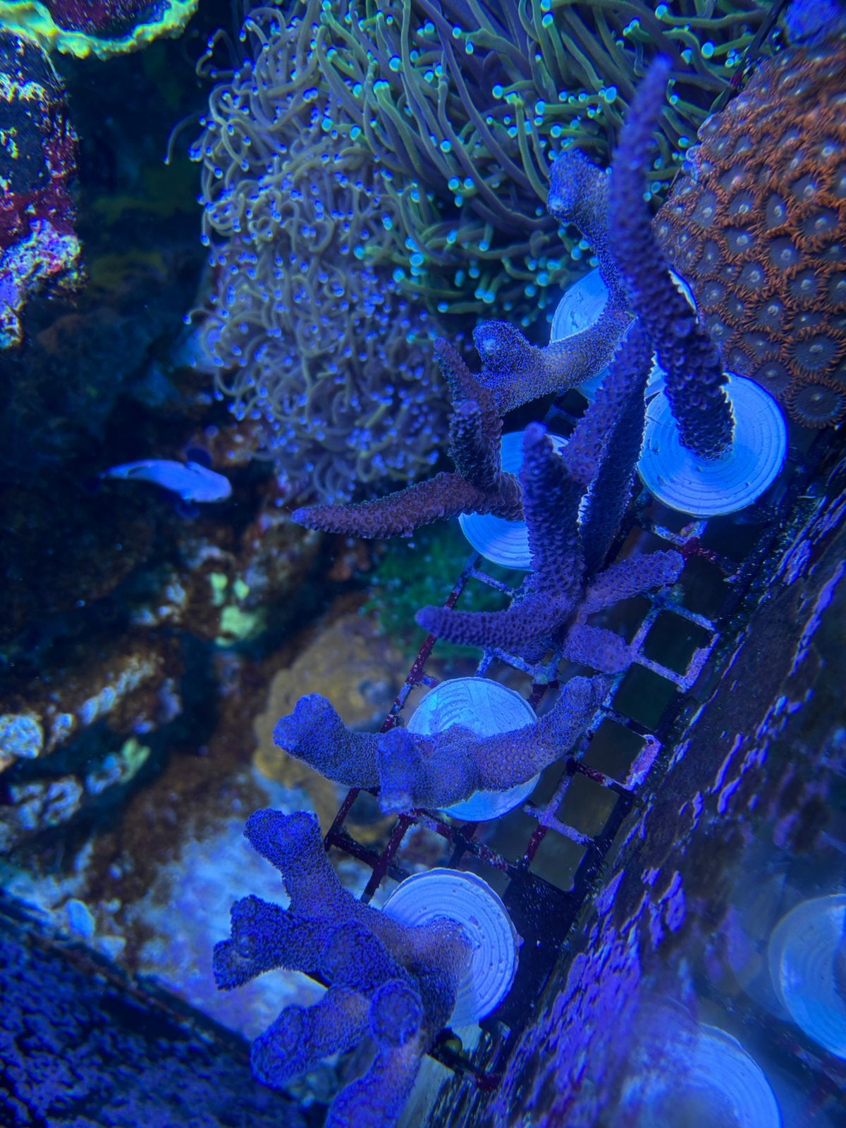 Diverse stekjes stylopora en acropora paars zeeaquarium, Dieren en Toebehoren, Overige typen