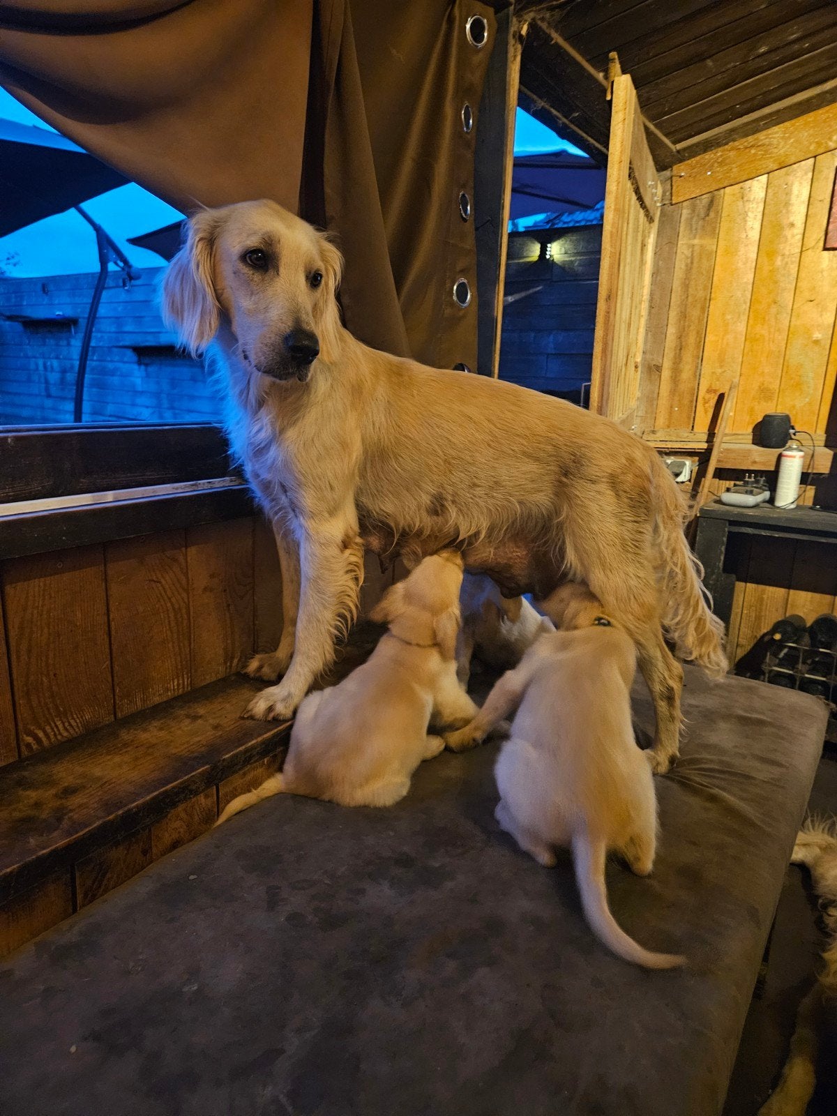 Flatcoated Retriever pups (2 Teefjes) te koop

Nog 3 Teefjes, Overige rassen, 8 tot 15 weken, Teef, Parvo