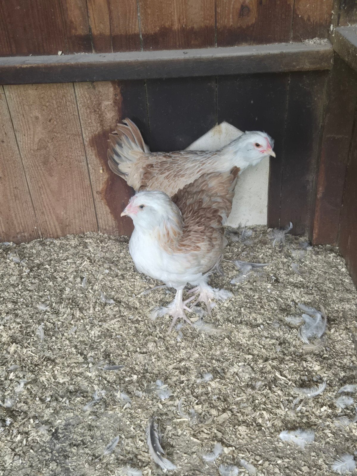 2 Faverolles Zalmkleur Groot hennen 2.5 maand, Dieren en Toebehoren, Vrouwelijk, Kip