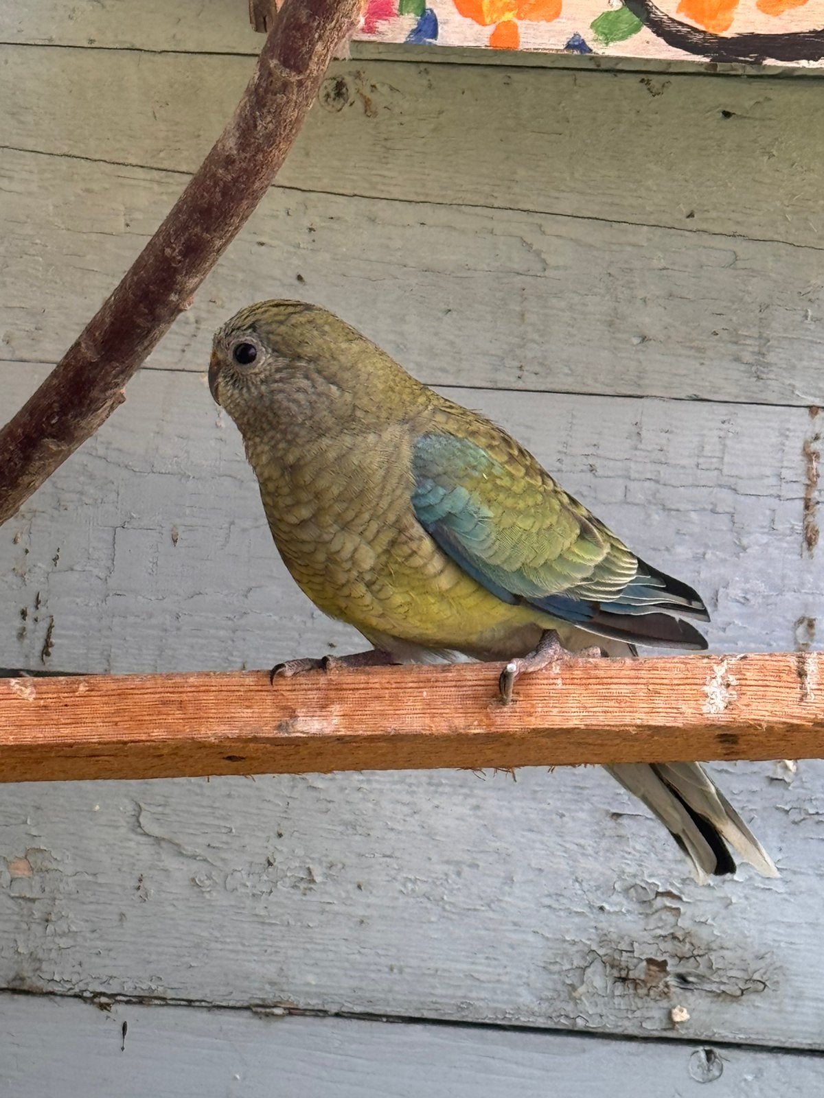 Rood rug parkietjes, Dieren en Toebehoren, Vogels | Parkieten en Papegaaien, Meerdere dieren, Parkiet