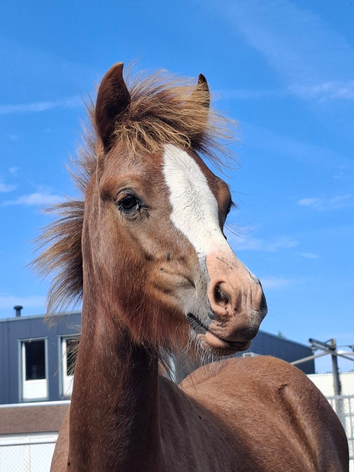 Sectie B hengstveulen, Dieren en Toebehoren, Paarden, Hengst, Niet van toepassing, Minder dan 160 cm, 0 tot 2 jaar