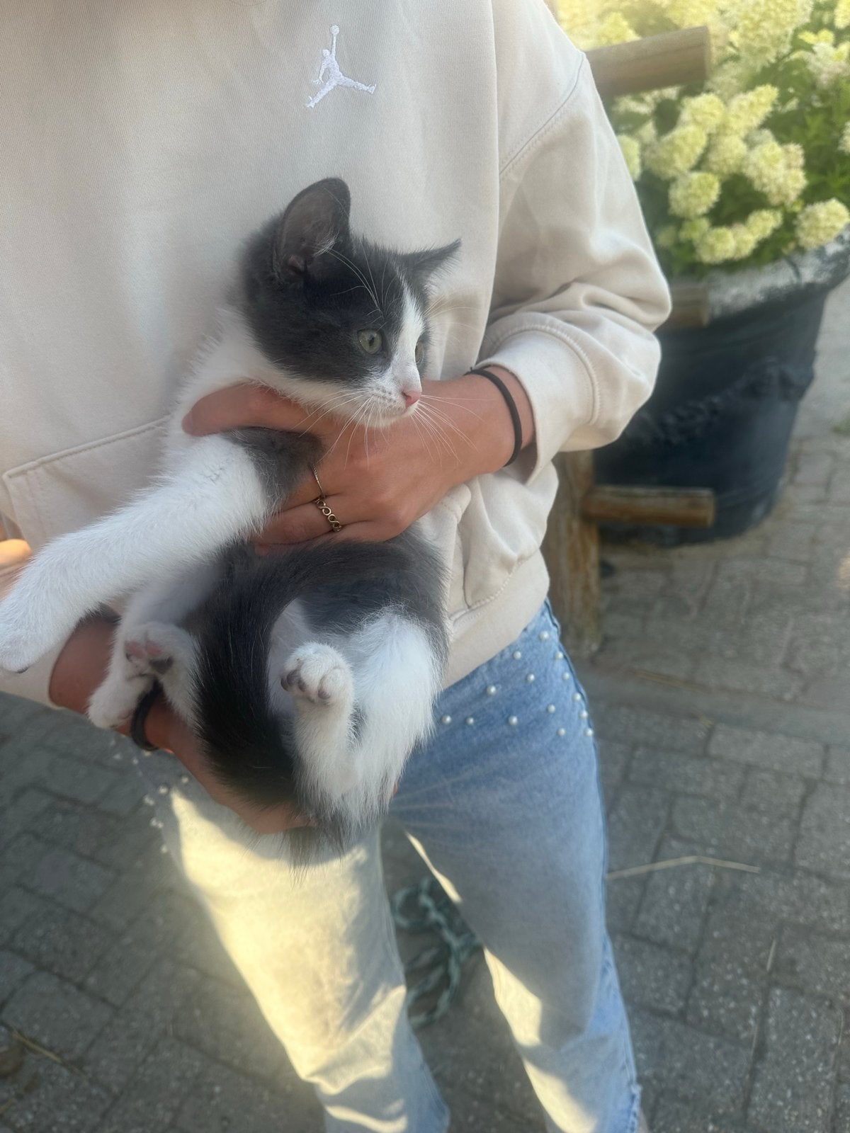 Kittens, Meerdere dieren