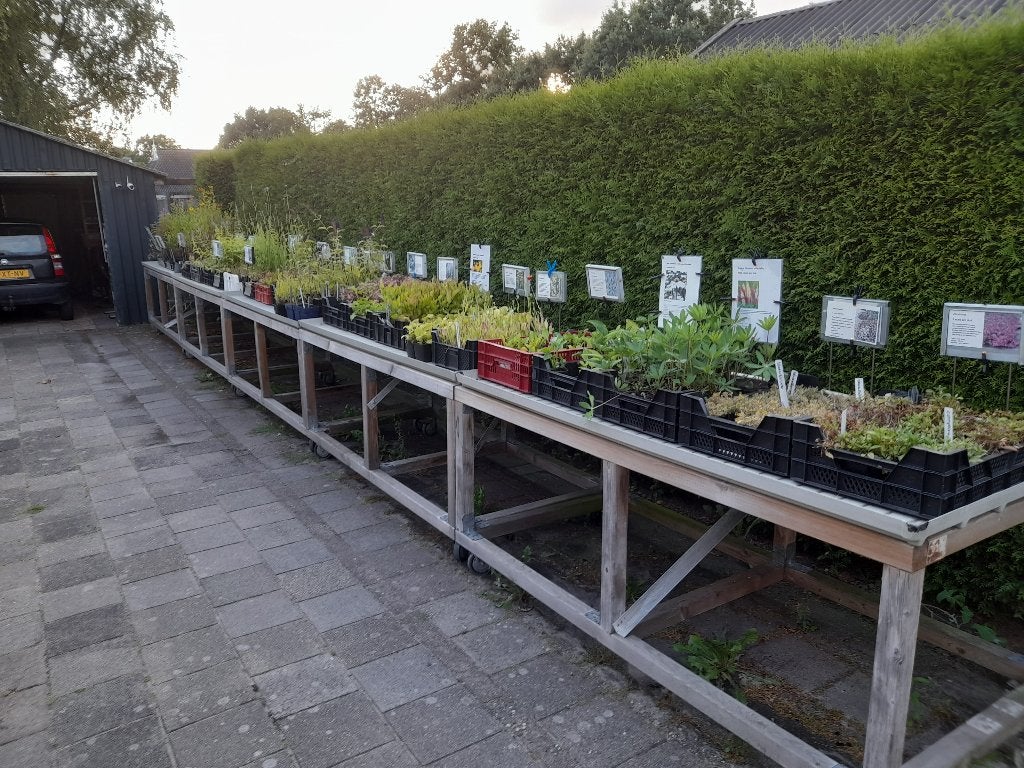 Plantjes te koop, Volle zon, Vaste plant, Zomer, Ophalen
