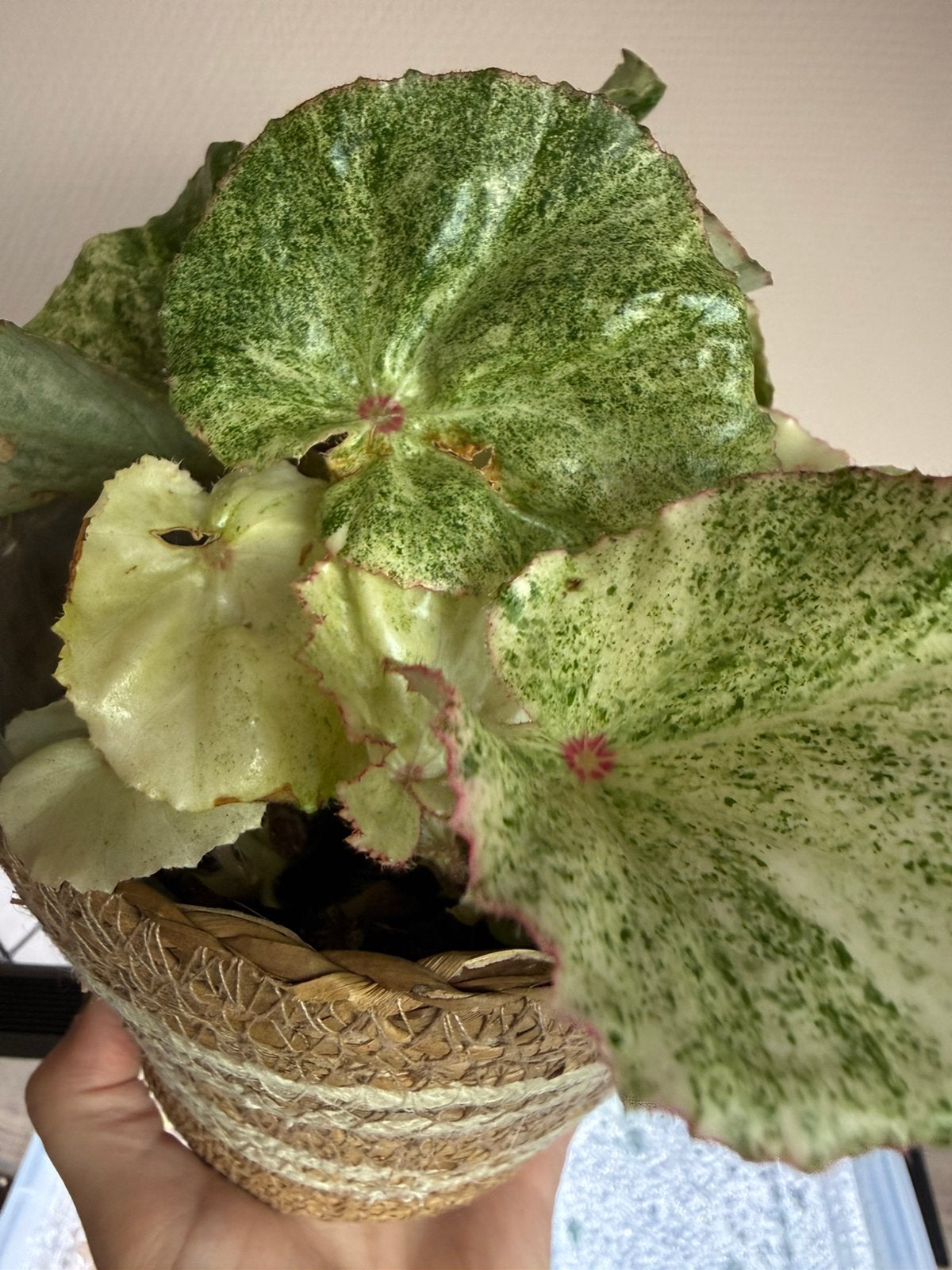 Begonia Rouge variegata, Huis en Inrichting, Ophalen of Verzenden, Halfschaduw, Minder dan 100 cm