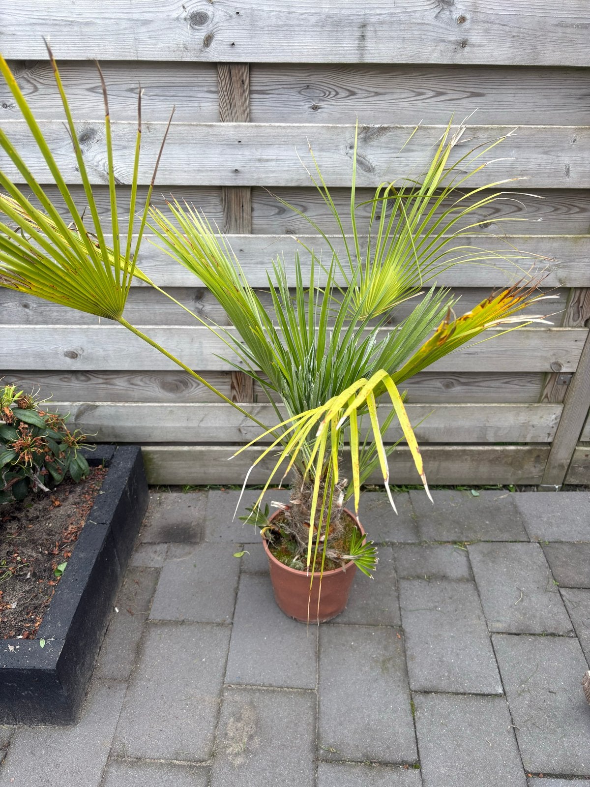 6 Trachycarpus Fortunei - Winterharde Palmboom, Tuin en Terras, Volle zon, Vaste plant, Bloeit niet, Ophalen