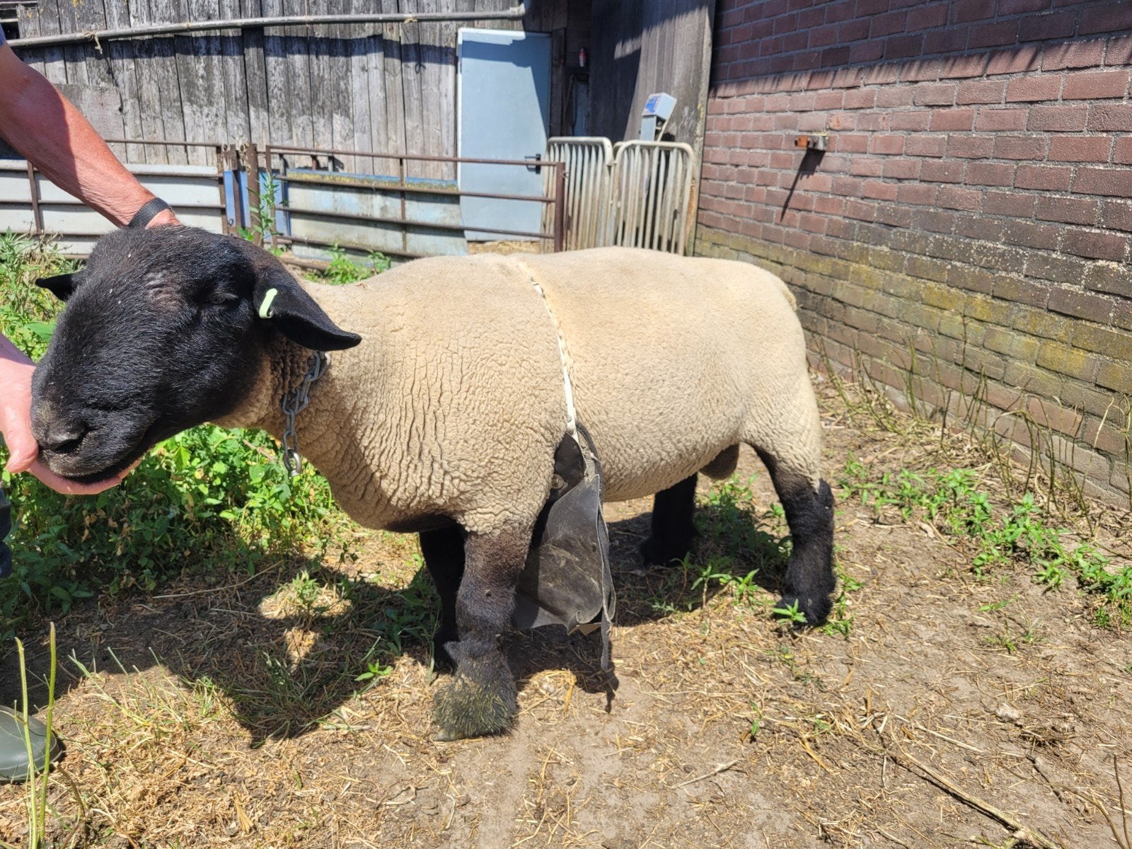 Suffolk stamboek ram, Dieren en Toebehoren, Mannelijk, Schaap