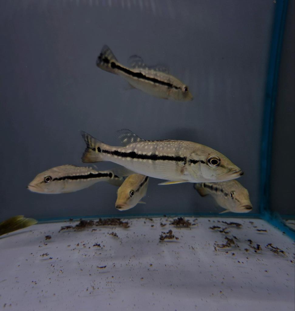 Cichla temensis, Dieren en Toebehoren, Vissen | Aquariumvissen, Vis, Zoetwatervis
