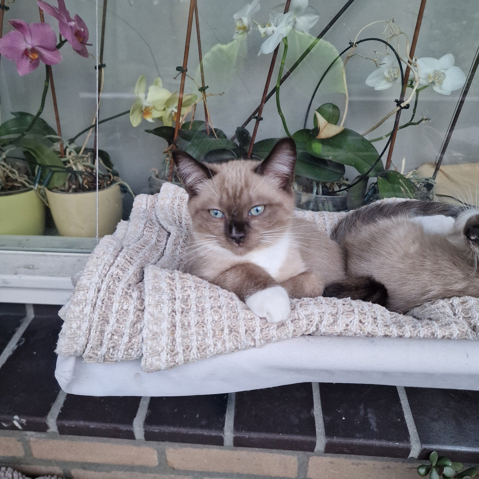nog maar 2 mooie kittens, Meerdere dieren, 0 tot 2 jaar
