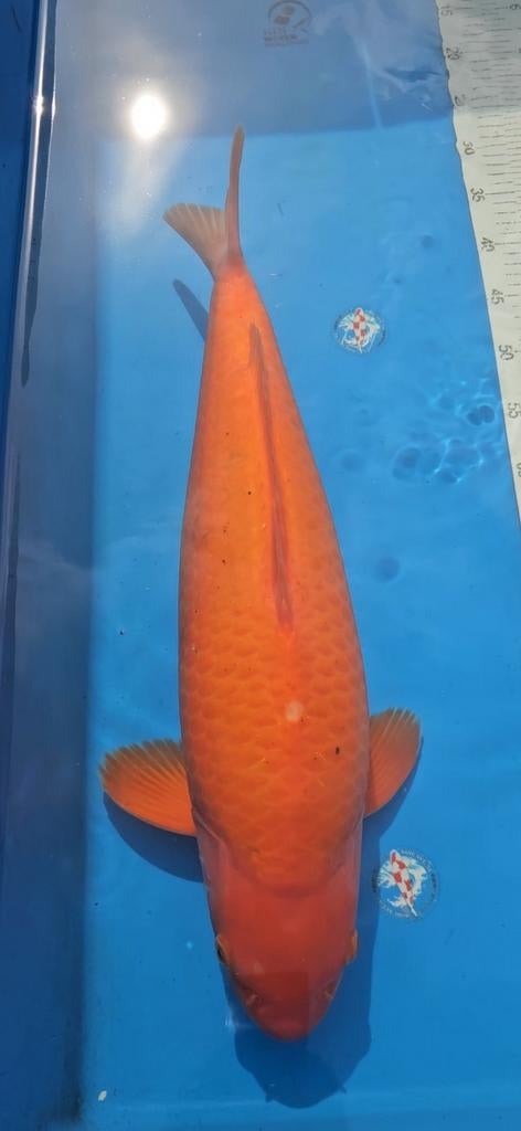 Red Karashigoi Yagenci, Dieren en Toebehoren, Vissen | Vijvervissen, Karper of Koi
