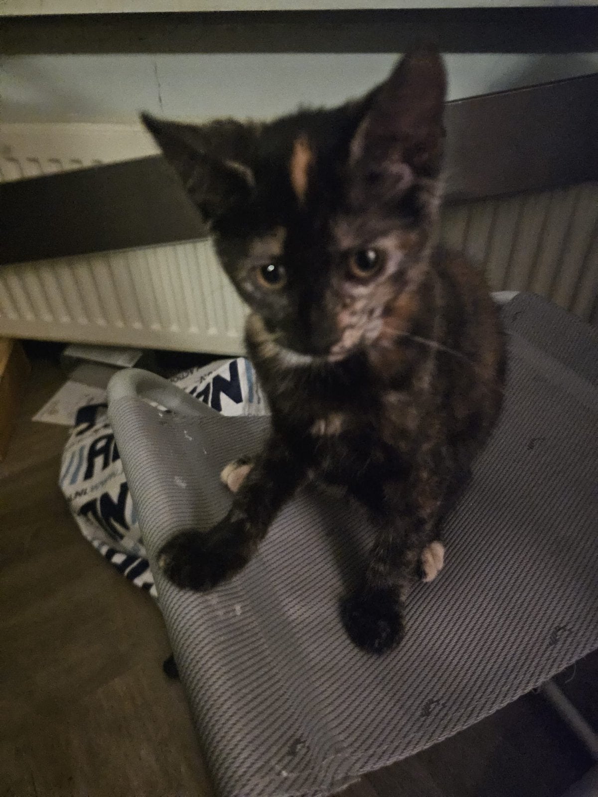 Lieve deugnieten zoeken een nieuw thuis, Poes, Kortharig