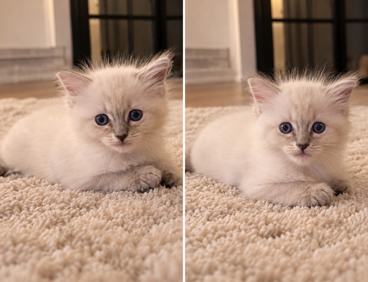 ragdoll kittens 1 vrouwtje en 1 mannetje GERESERVEERD