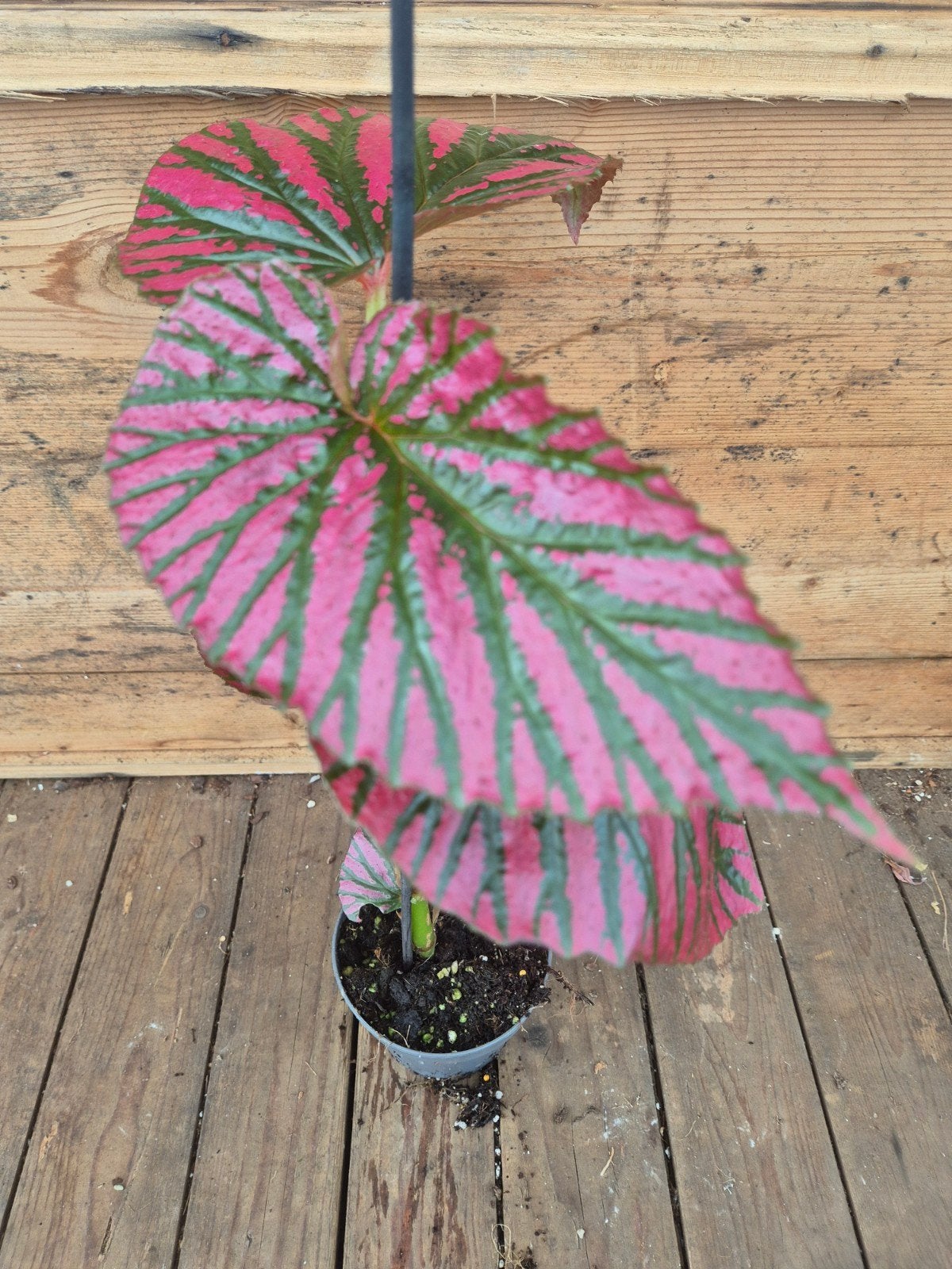 Begonia Brevirimosa p12 (4)