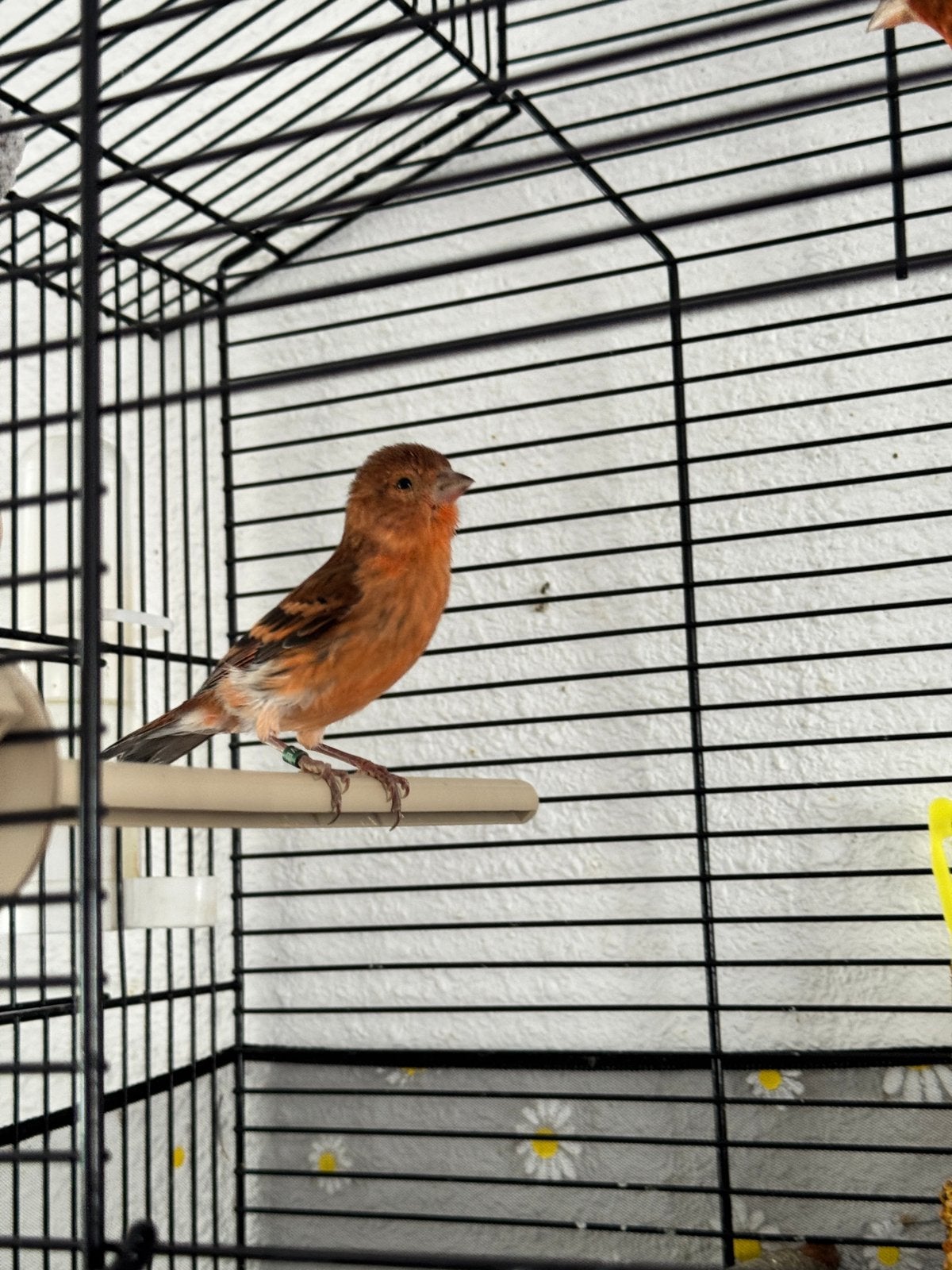 Kanarie F1 Kapoetsensijs, Dieren en Toebehoren, Meerdere dieren, Kleurkanarie