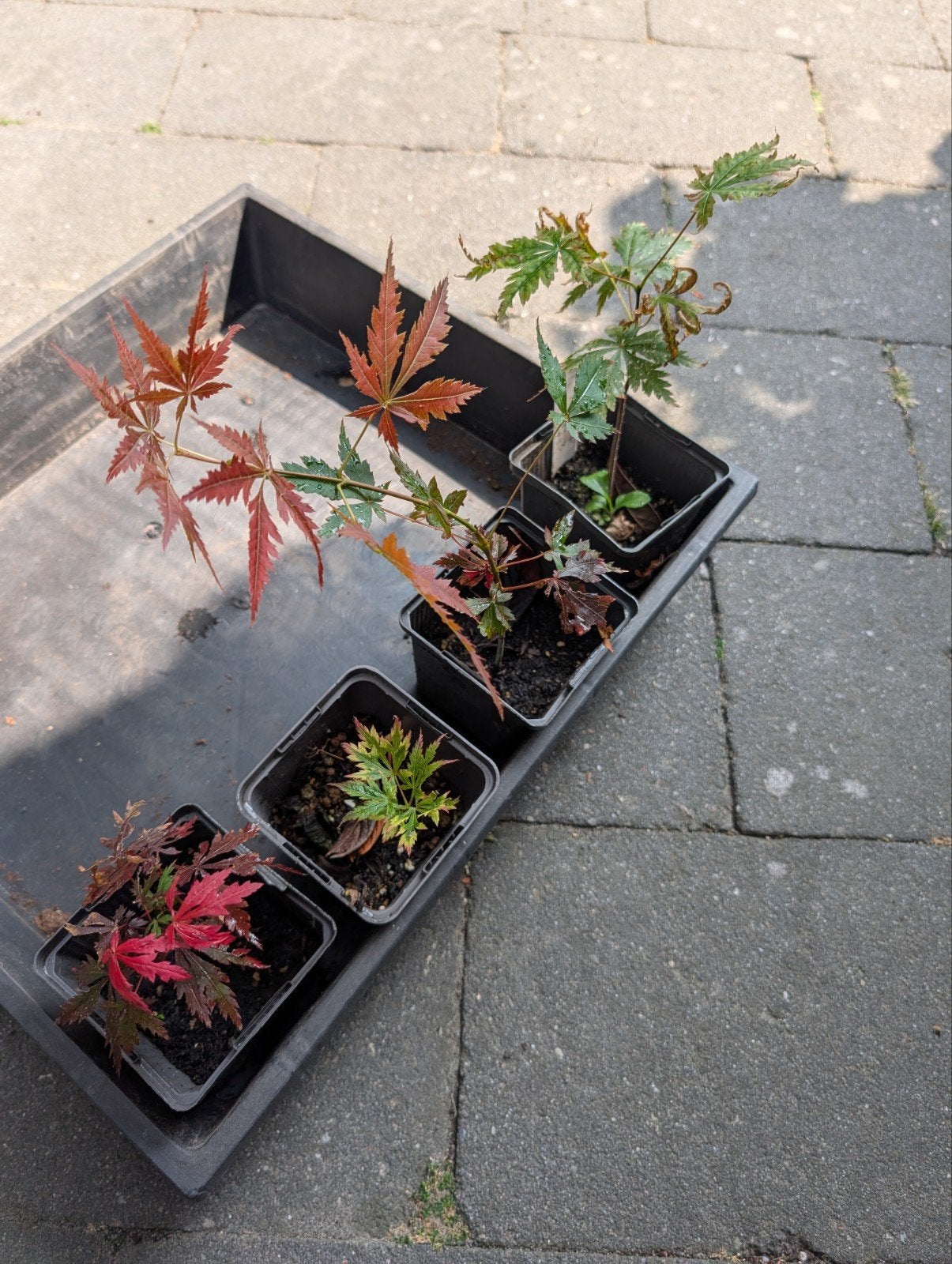 Handpicked Japanse Esdoorn Zaailingen – Uniek & Exclusief, Tuin en Terras, Ophalen of Verzenden, Bloeit niet, Halfschaduw, Overige soorten