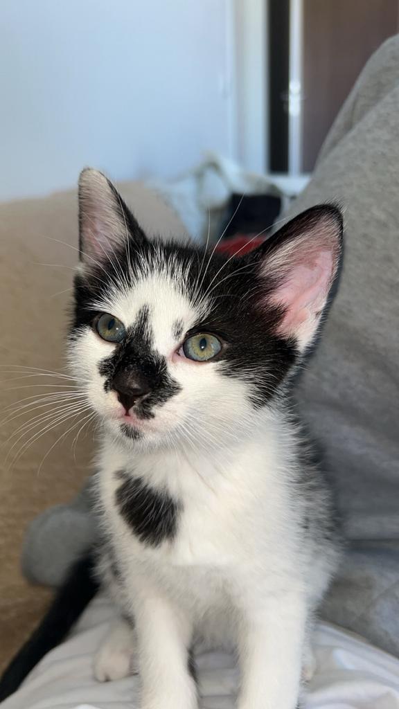 Kitten 9 weken, Dieren en Toebehoren, Poes