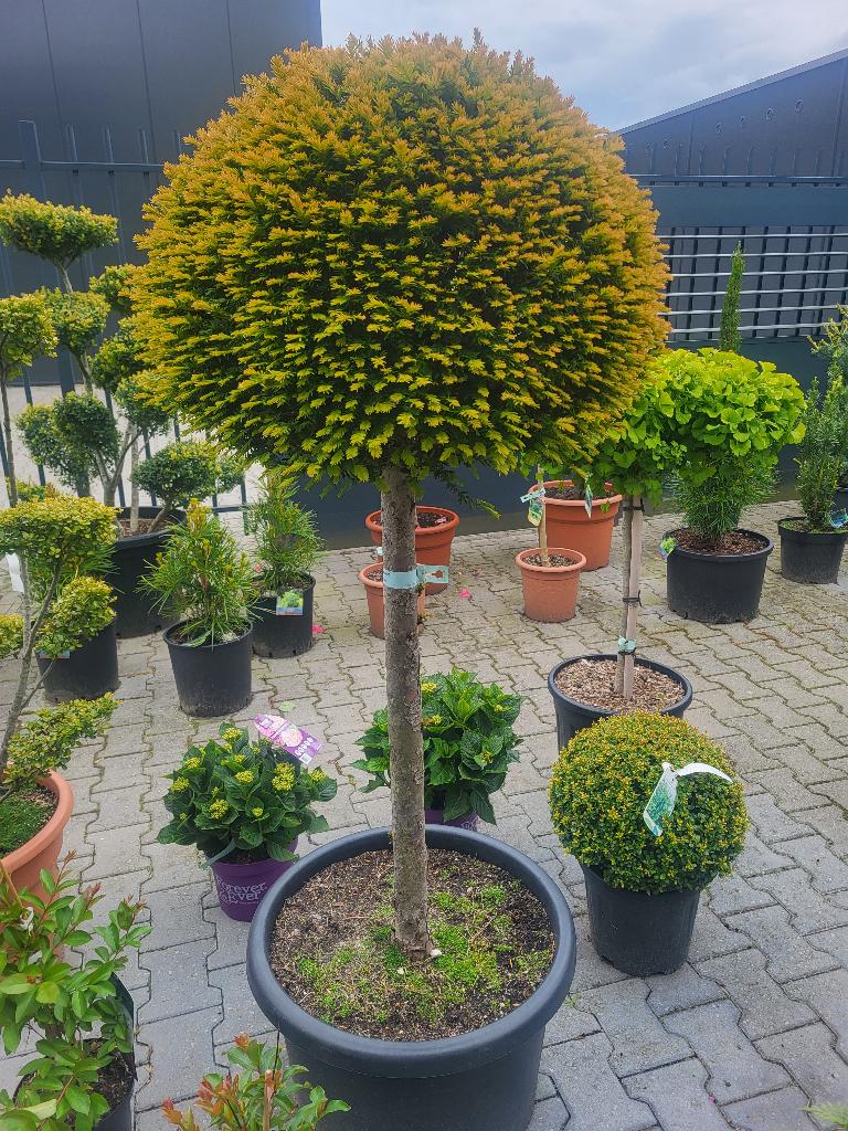 taxus  baccata bol op stam, Tuin en Terras, Bloeit niet, Overige soorten, 100 tot 250 cm, Ophalen