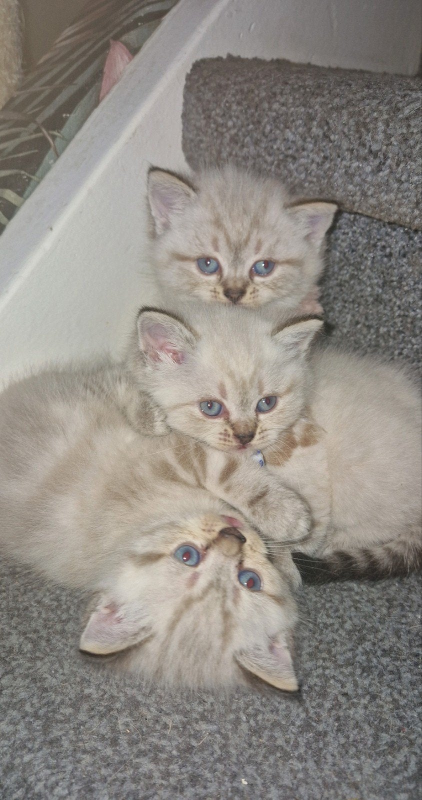 Raszuivere Britse Lynx Tabby Point kittens kort/langhaar, Meerdere dieren