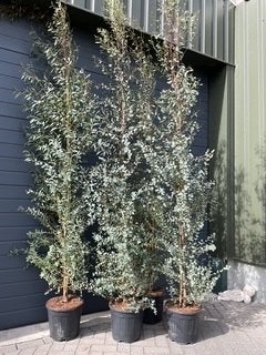 Eucalyptus gunnii, Ophalen, Vaste plant, Overige soorten, Volle zon