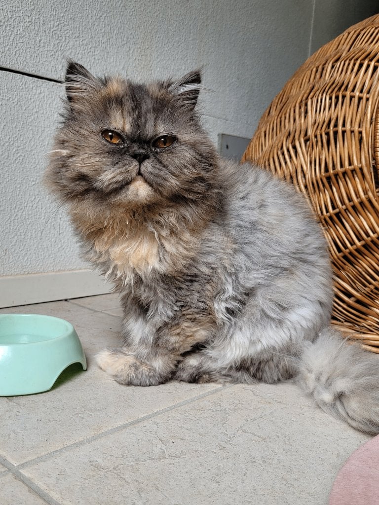 Ter adoptie via opvang: Lieve Kiki, Poes, Gechipt, 6 jaar of ouder