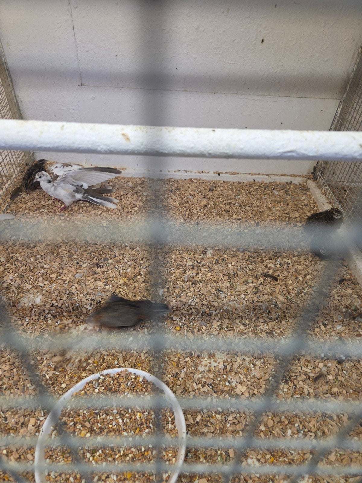 vele soorten kwartel hanen samen 10 euro, Dieren en Toebehoren, Vogels | Overige Vogels, Mannelijk