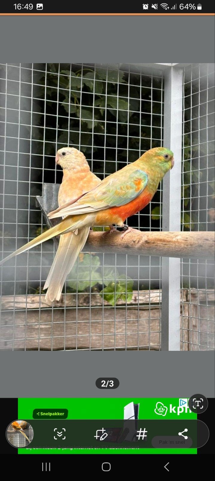 Koppel roodruggen, Dieren en Toebehoren, Vogels | Parkieten en Papegaaien, Meerdere dieren, Parkiet