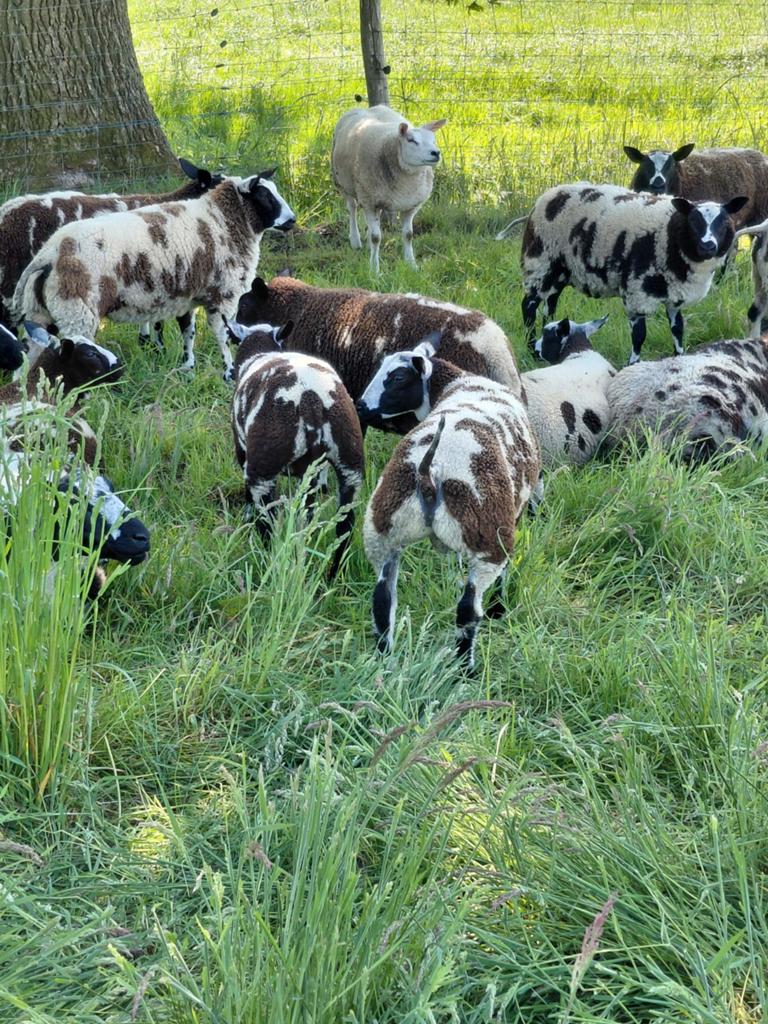Bonte dekrammen te koop, Mannelijk, Schaap