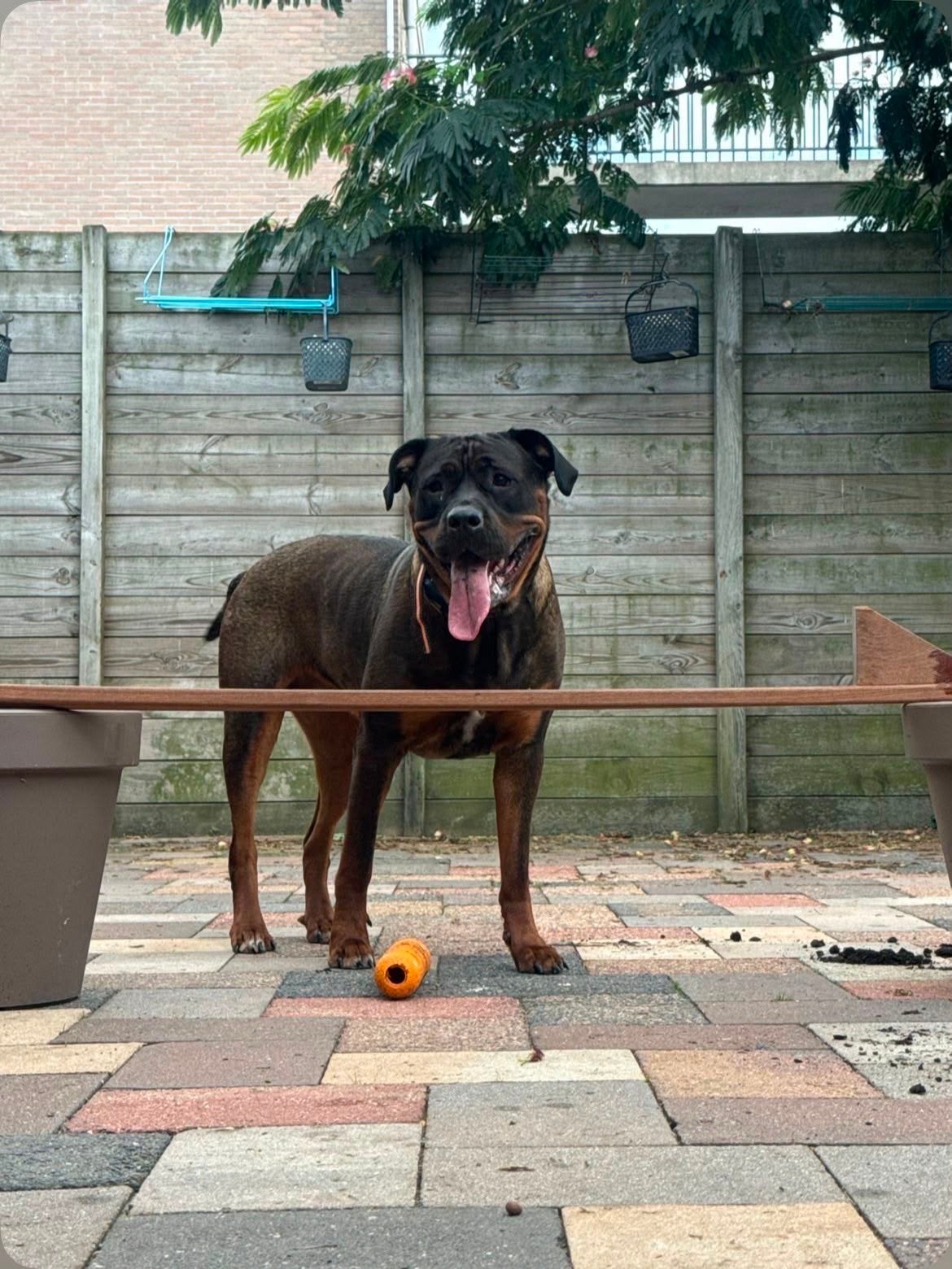 kruising rottweiler stafford, 1 tot 2 jaar, Teef, Eén hond, Nederland