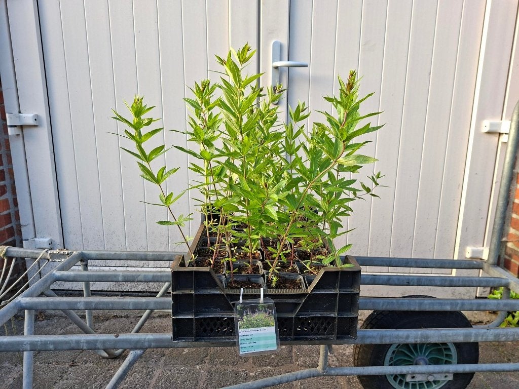Mooie Veronicastrum 'Red Arrows' (Ereprijs) in pot!, Ophalen, Overige soorten, Volle zon