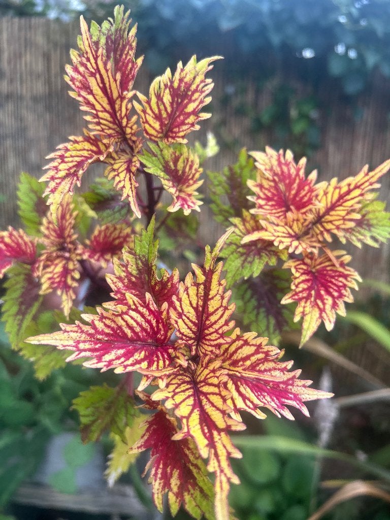 Coleus stek✂️, Ophalen of Verzenden, Halfschaduw, Minder dan 100 cm