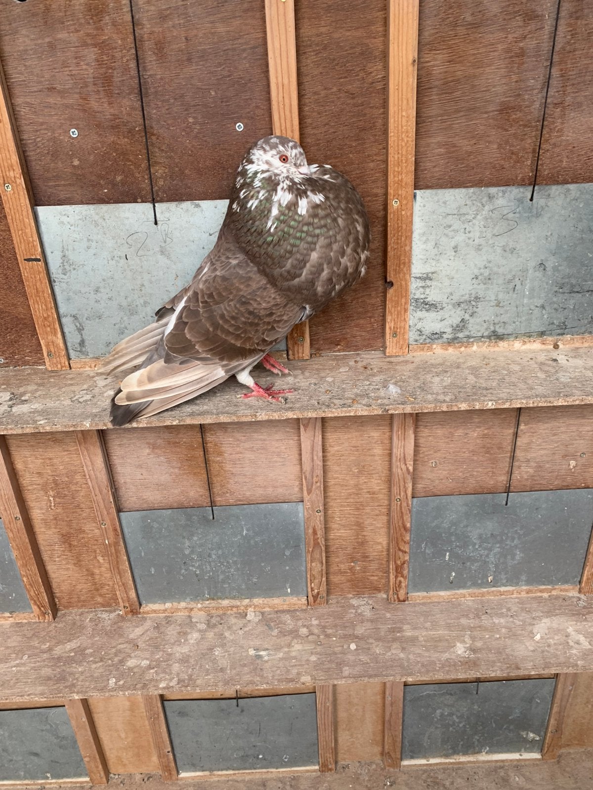 Duivin, Dieren en Toebehoren, Vogels | Duiven, Vrouwelijk, Kropper
